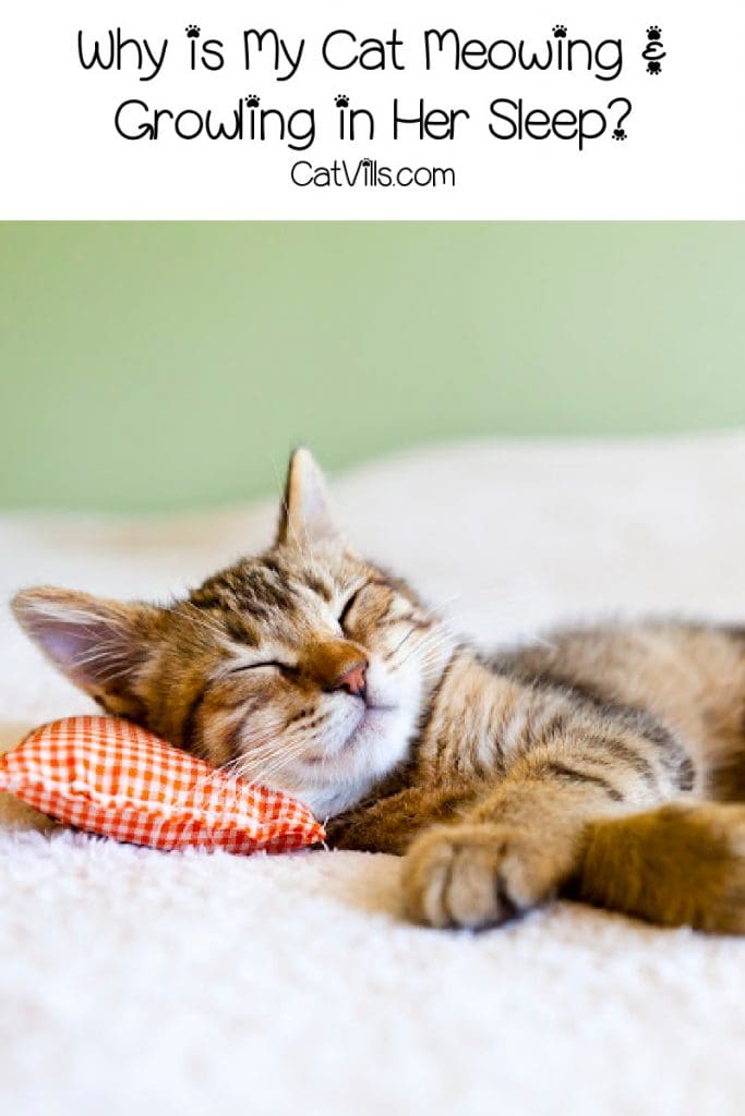 cat sleeping on a pillow