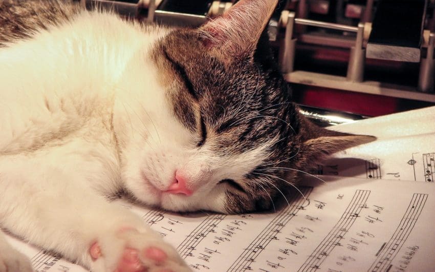 a cat sleeping on top of music notes and chords. this cat is perfect for a music related cat name