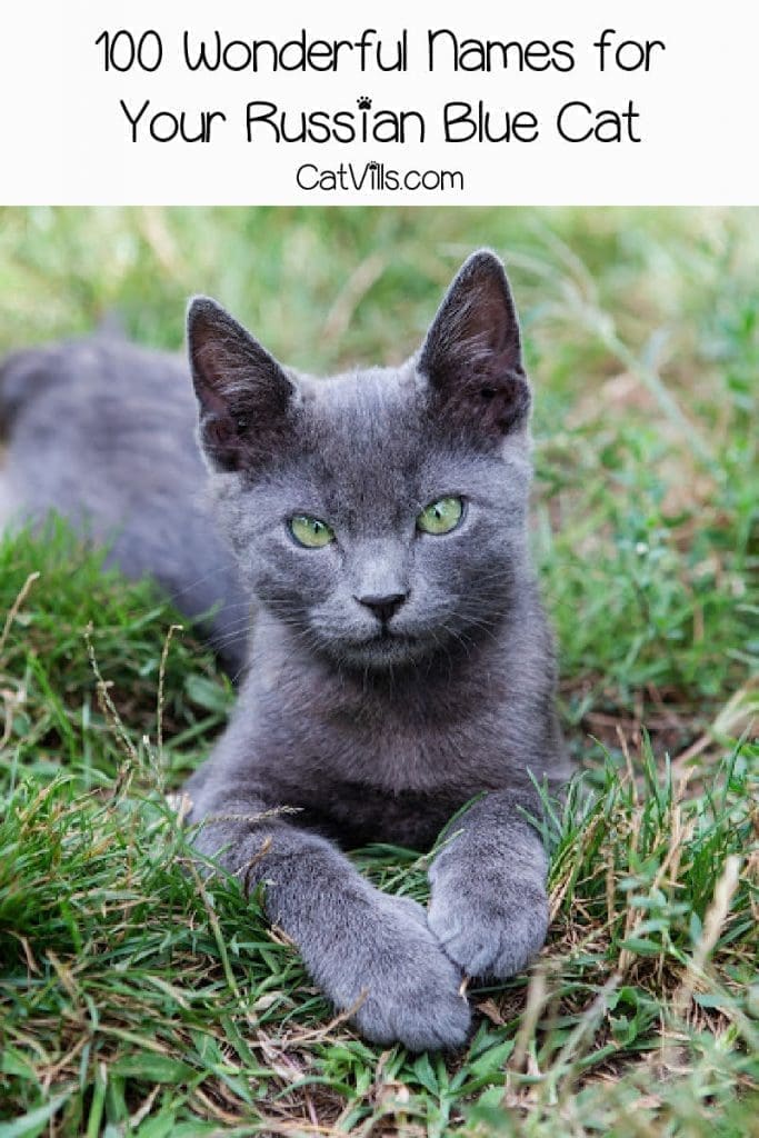 Russian blue cat sitting in a grassy field 