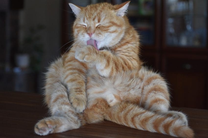 orange striped cat licking her hands