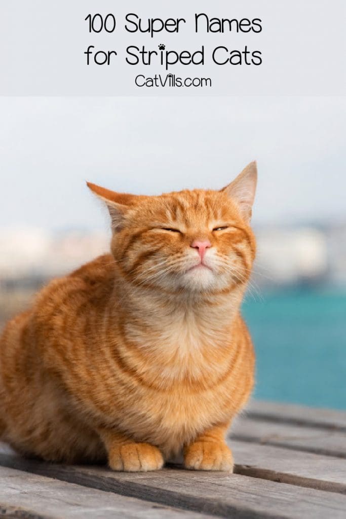 Striped orange cat sitting on dock by sea