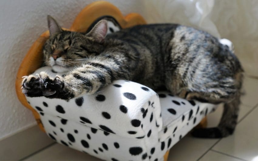 striped cat sleeping on a polka dot chair