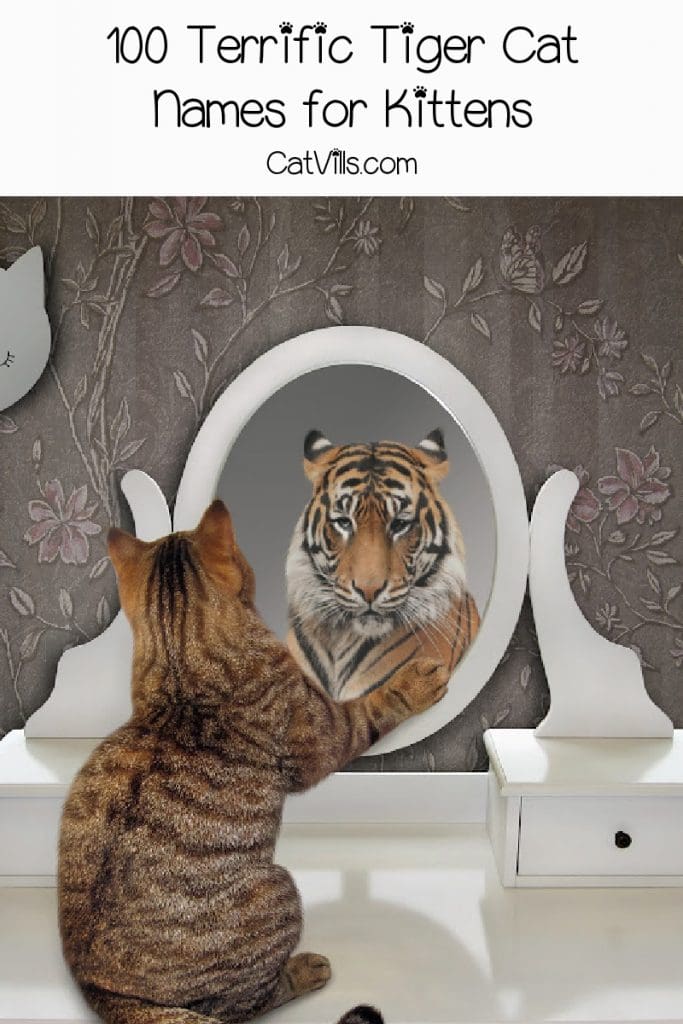 Unique Tiger Cat Names For Striped Cats 3 striped cat looking in the mirror with a tiger looking back and text that reads 100 terrific tiger cat names