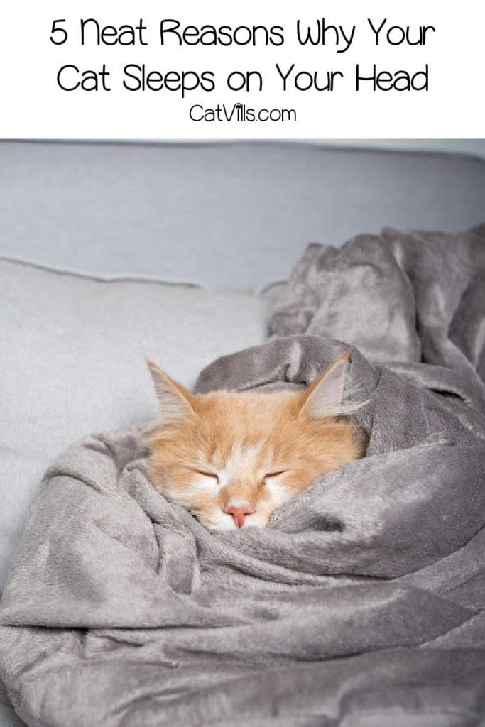 Cat sleeping in a blanket