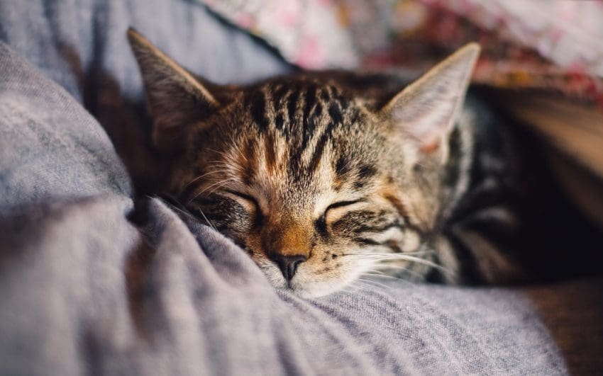 cat sleeping on the bed beside his owner's head