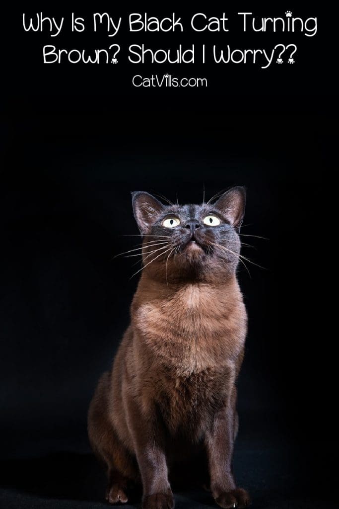 Brownish/black cat with text, "why does my black cat turn brown?" 