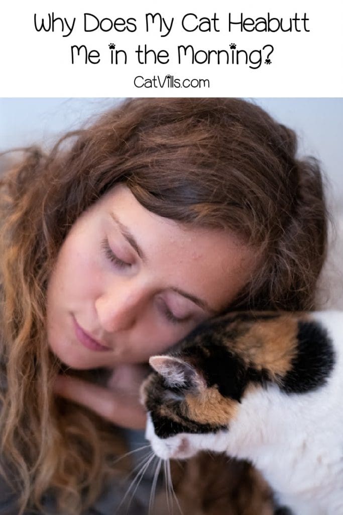 Cat bunting a woman with text "why does my cat headbutt me in the morning?"