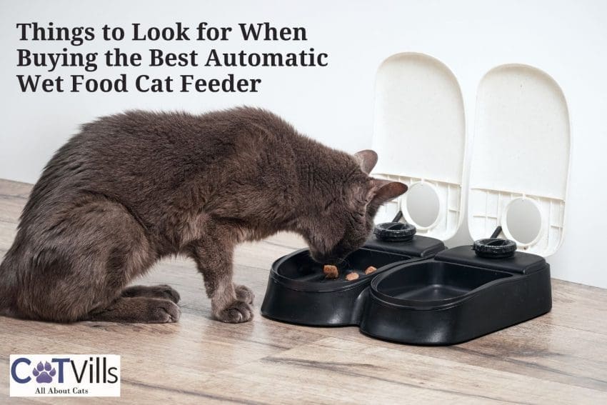 gray cat eating dry food