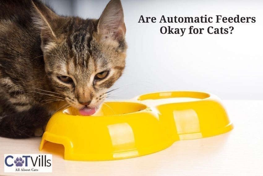 tiger cat eating in a yellow cat feeder