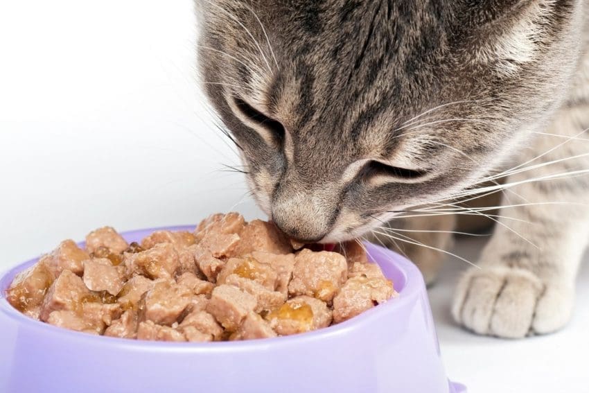 7 Best Slow Feeder Cat Bowls for Healthy and Balanced Eating 9 a cat eating plain animal crackers