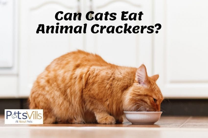 a large orange cat eating plain crackers on a white bowl