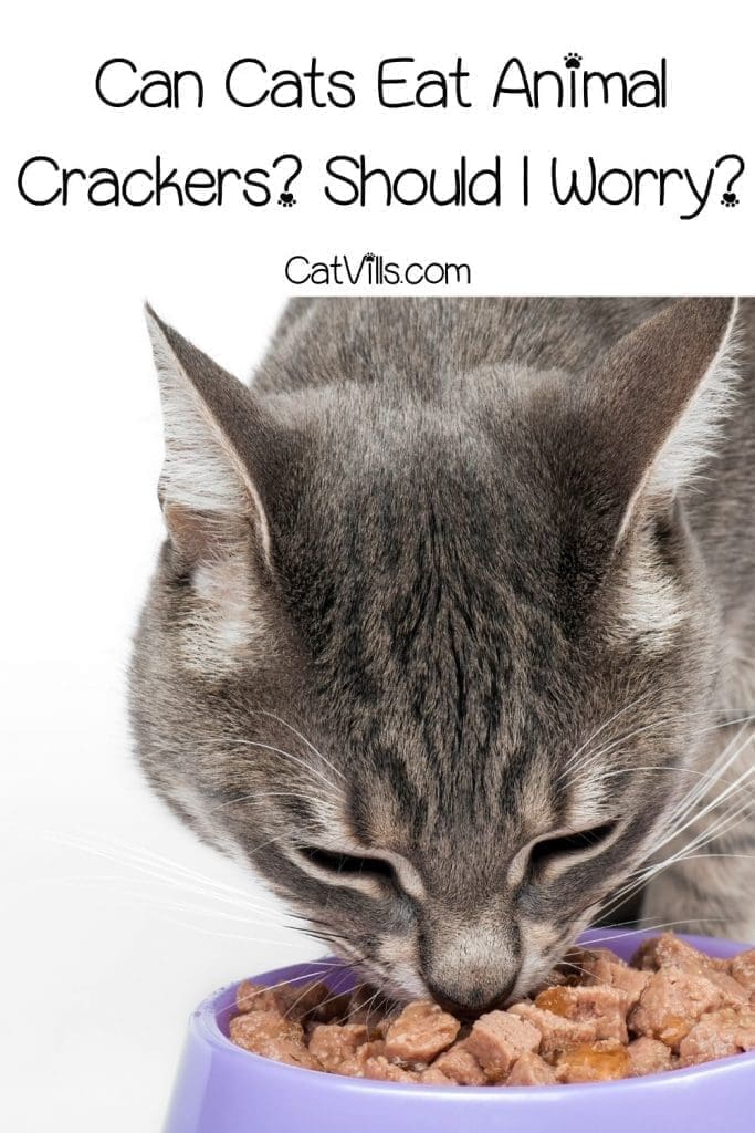 can cats eat animal crackers? a tiger cat eating dry food