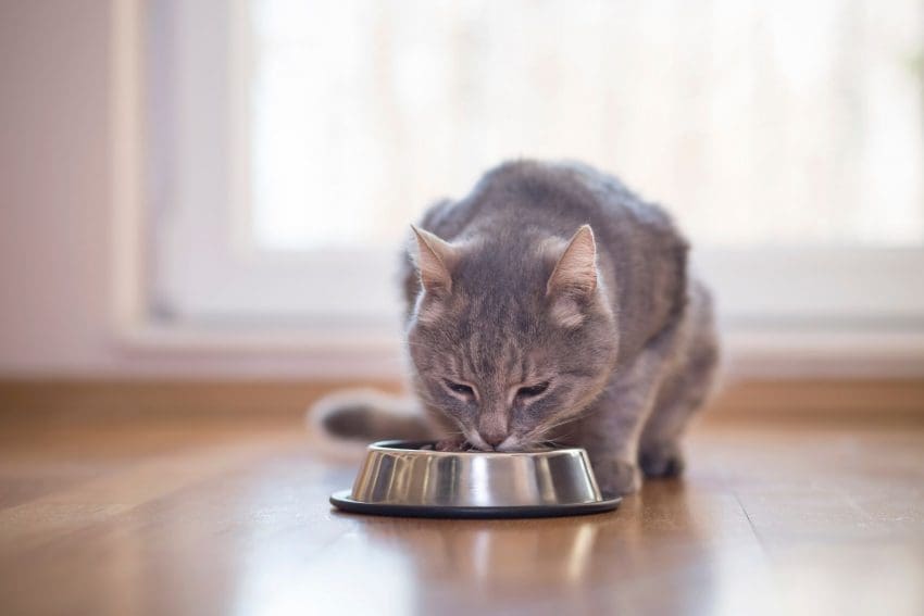 7 Best Slow Feeder Cat Bowls for Healthy and Balanced Eating 7 an adult cat eating on a stainless steel bowl