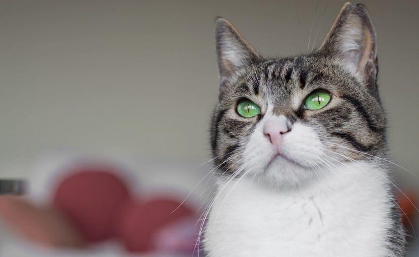 Portrait of a domestic cat with green eyes