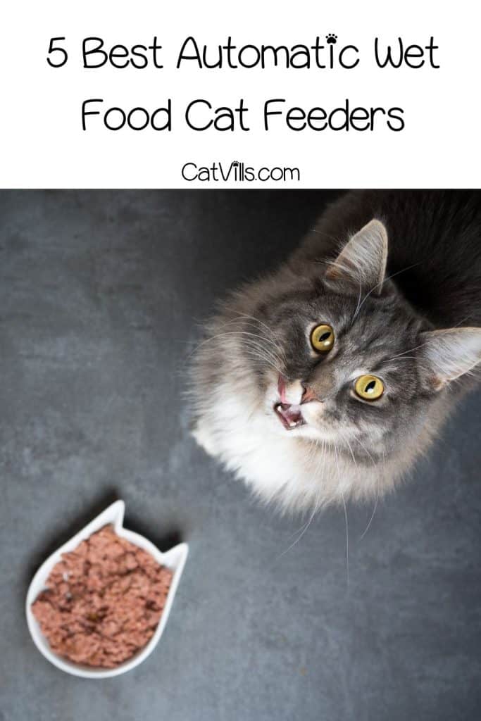 cat about to eat his wet food