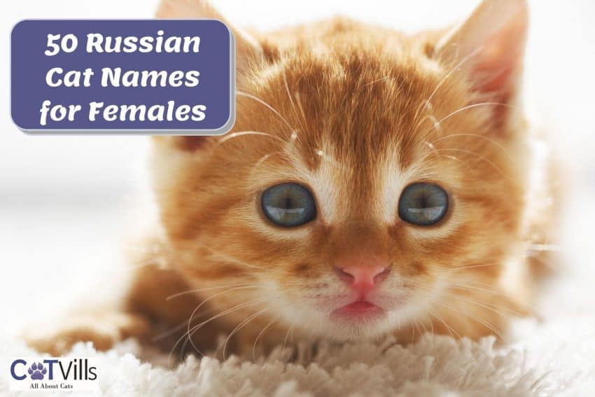 orange tiger kitten with large blue eyes with pink lips