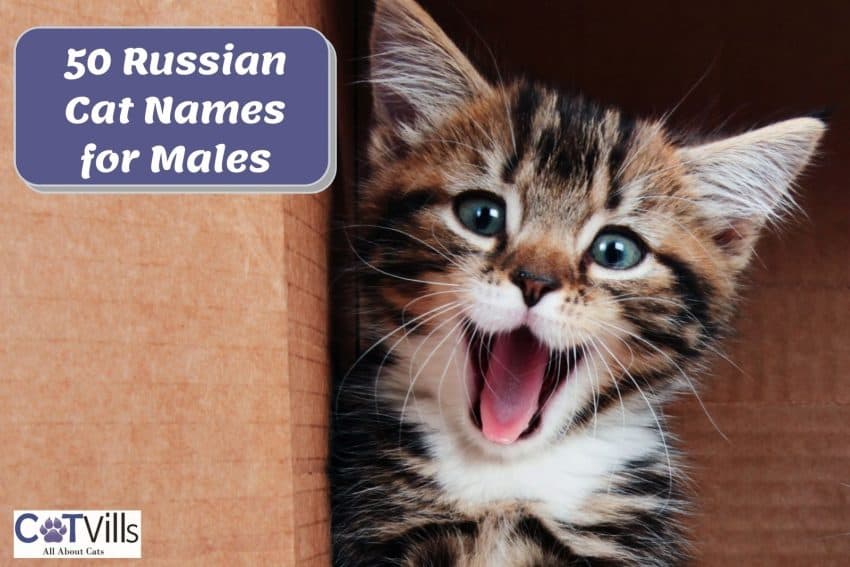 male tiger kitten yawning