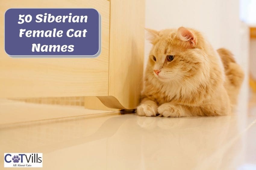 siberian female cat names