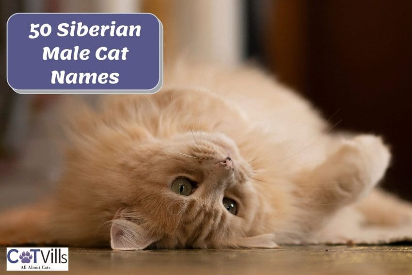 siberian male cat names