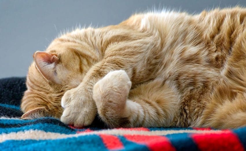 6 toed cat names female