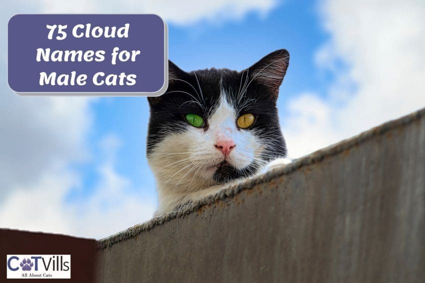 a black and white cat with green and yellow eyes staring at the camera