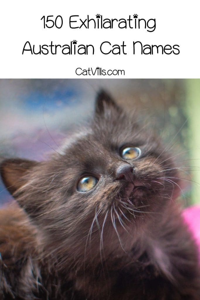 150 Exhilarating Australian Cat Names for Your Kitty 3 a very adorable black kitten looking above