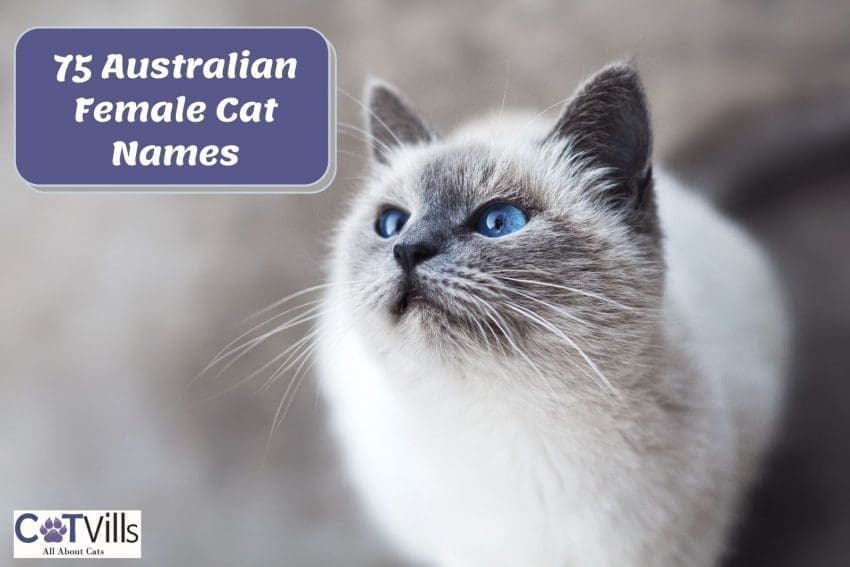 150 Exhilarating Australian Cat Names for Your Kitty 1 australian cat names for females