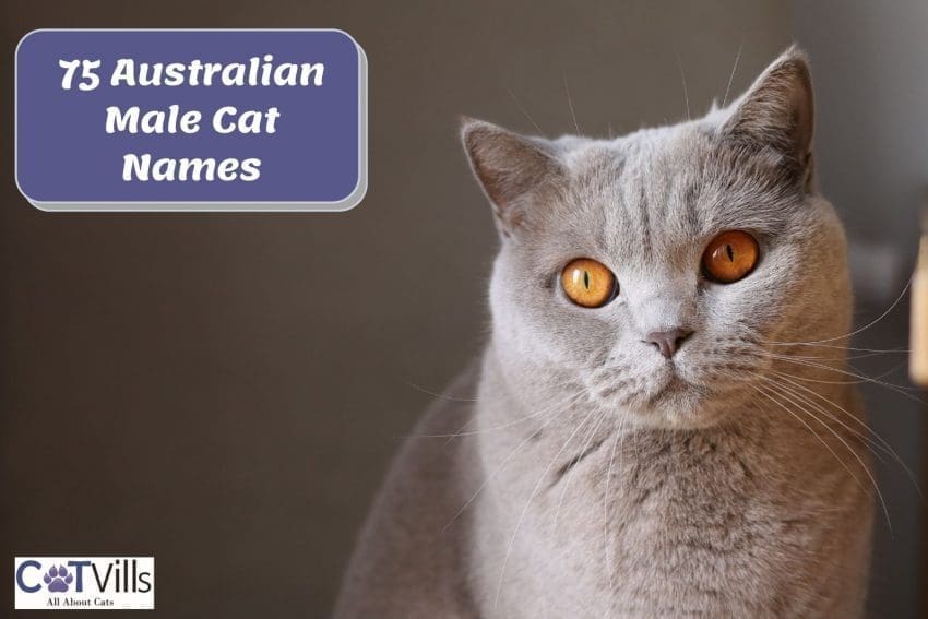 150 Exhilarating Australian Cat Names for Your Kitty 2 australian cat names for males
