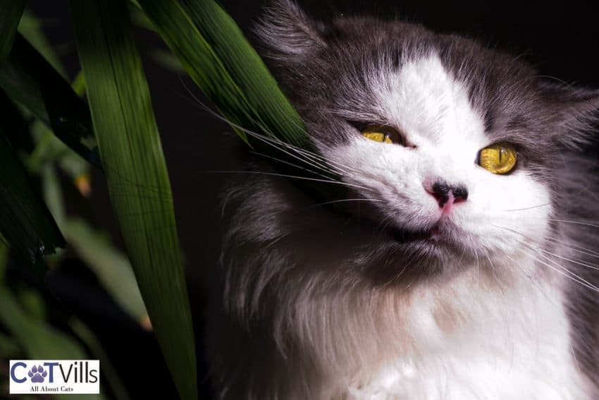 yellow-eyed cat eating a green leaf