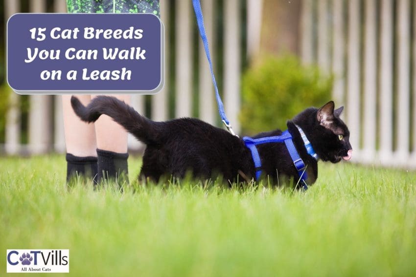bombay cat walking on a leash