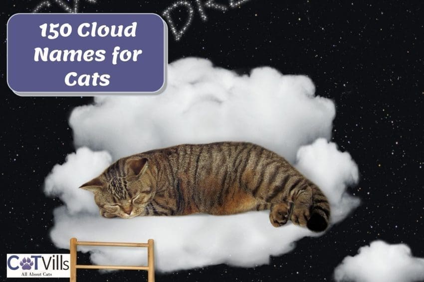 cat sleeping on the clouds with "150 Cloud Names for Cats" signage beside him