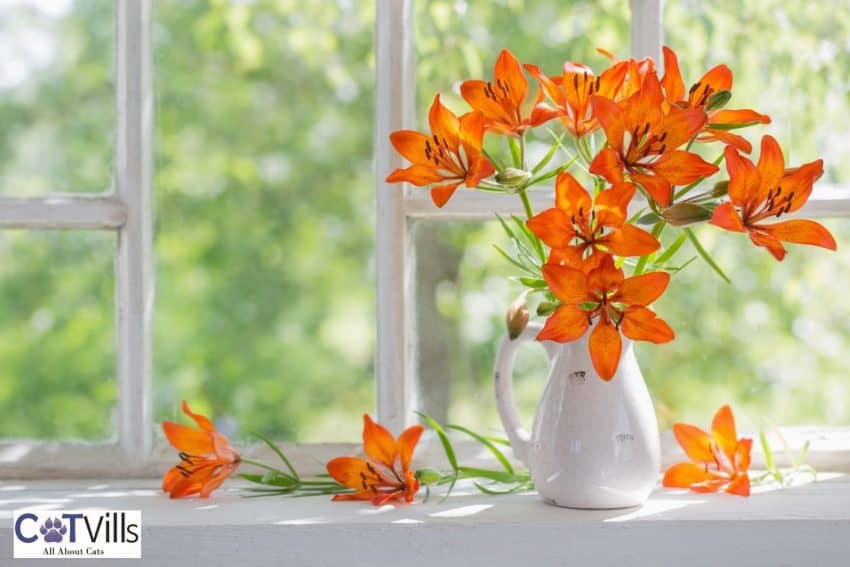 orange lilies on a white flower pot