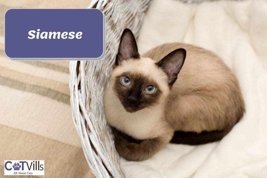 a pretty Siamese cat sitting on his cat bed