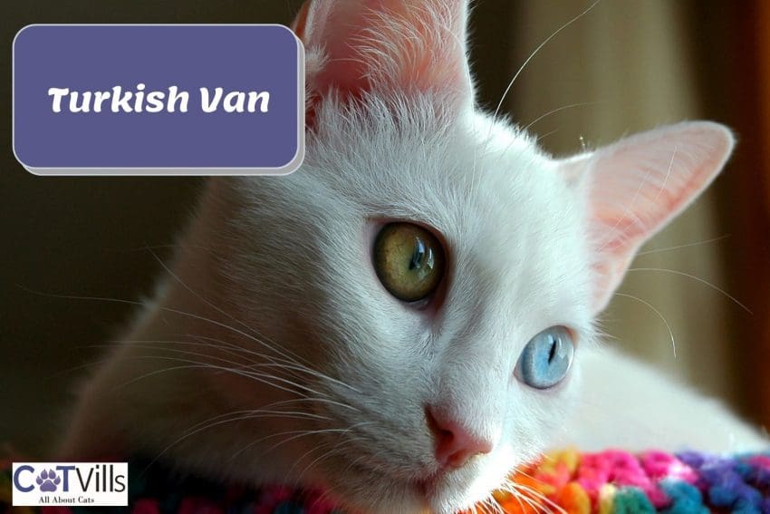 turkish van cat with yellow and blue eyes