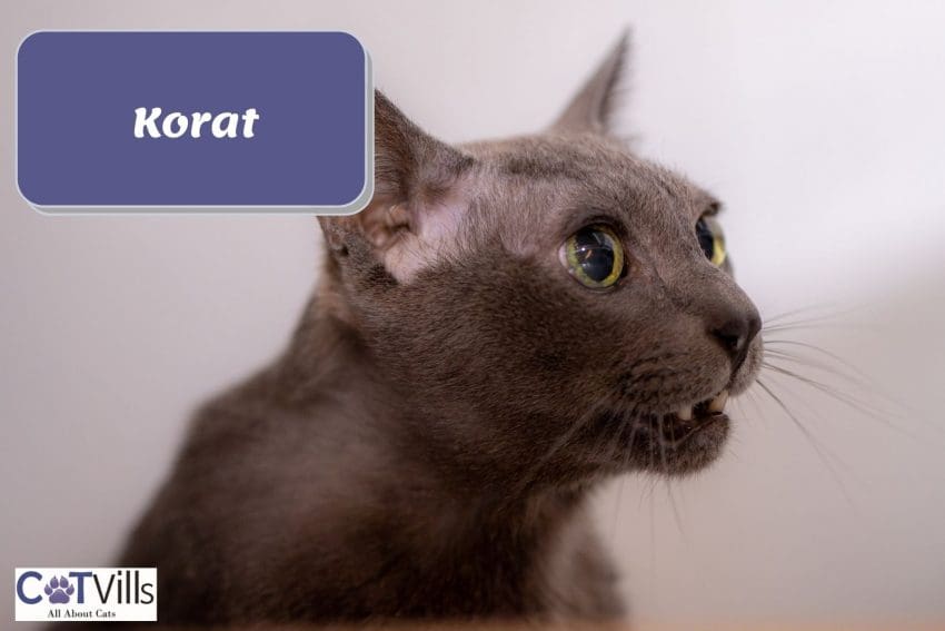 a meowing Korat cat
