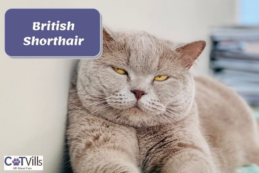 sleepy British Shorthair cat