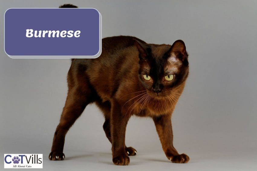 Burmese cat with silky brown hair