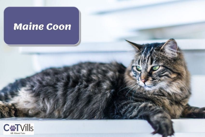 Maine coon cat relaxing on the table