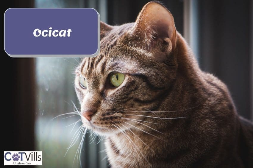Ocicat staring outside the window