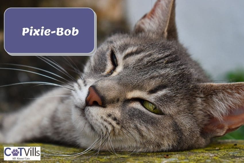 sleeping Pixie-bob cat