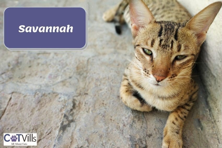 Savannah cat lying on the floor
