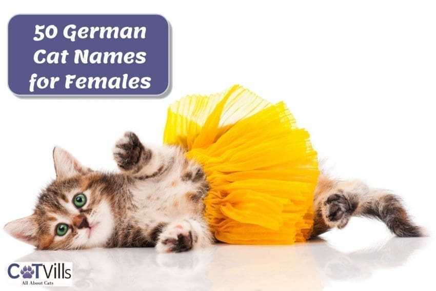 female german cat names