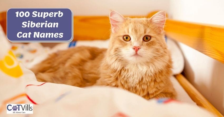 a very beautiful Siberian cat perfect to have any superb Siberian cat names