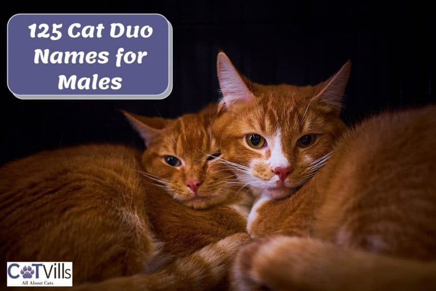 two orange tabby cats cuddling with each other