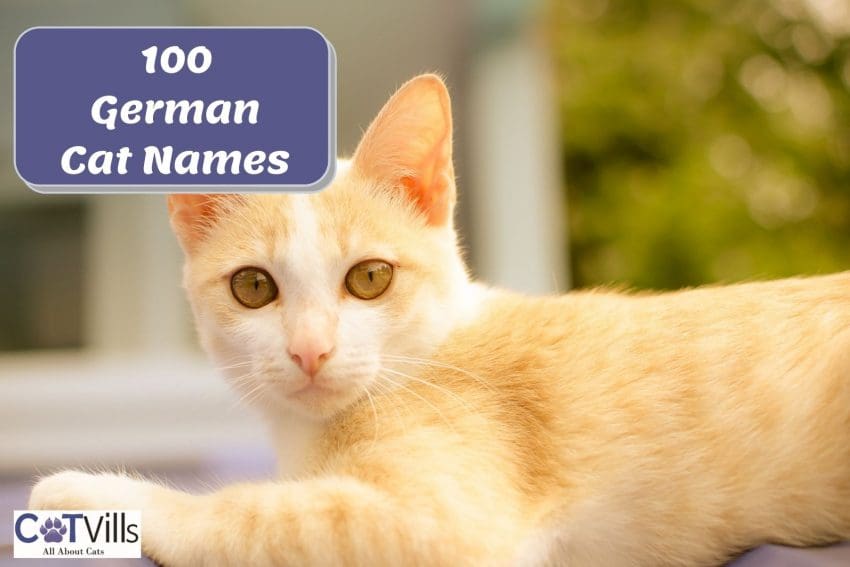 a well-behaved ginger cat with a German cat name