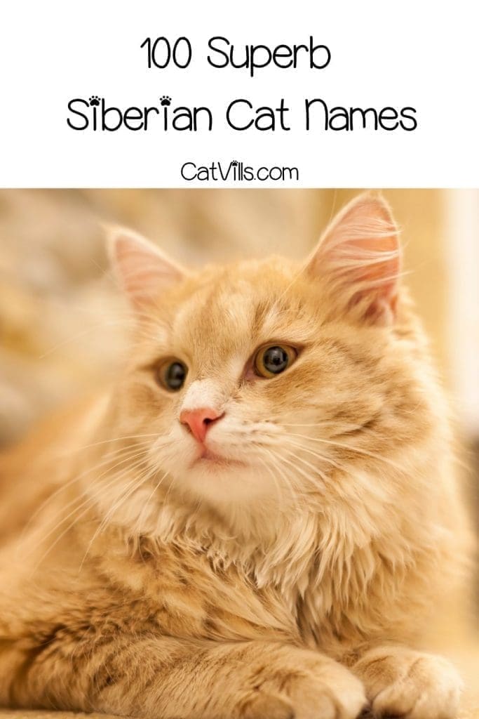 side view of a pretty young Siberian cat