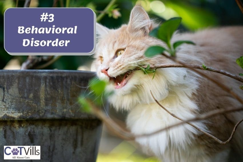 Maine coon chewing on plant's stem