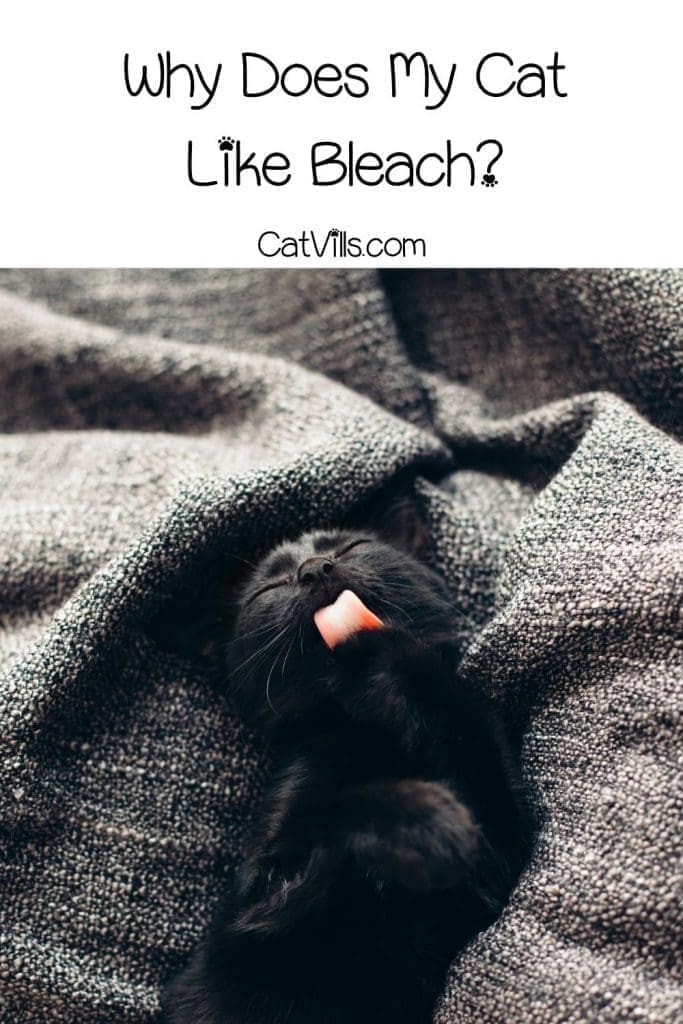 Why Do Cats Like Bleach? Things You need To Know