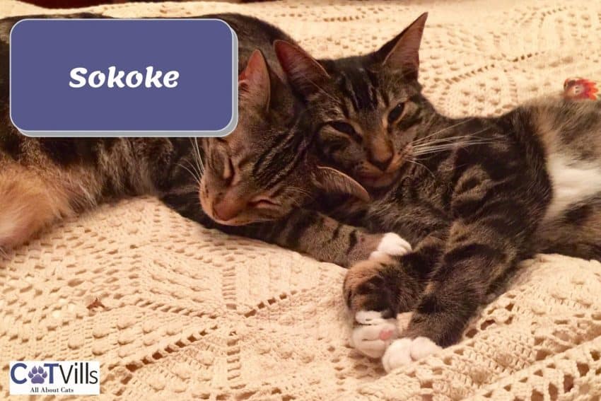 two Sokoke cats sleeping