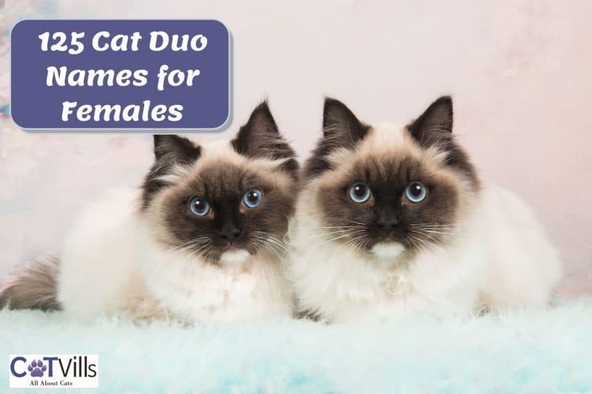 brother and sister ragdoll cats suitable for cat duo names